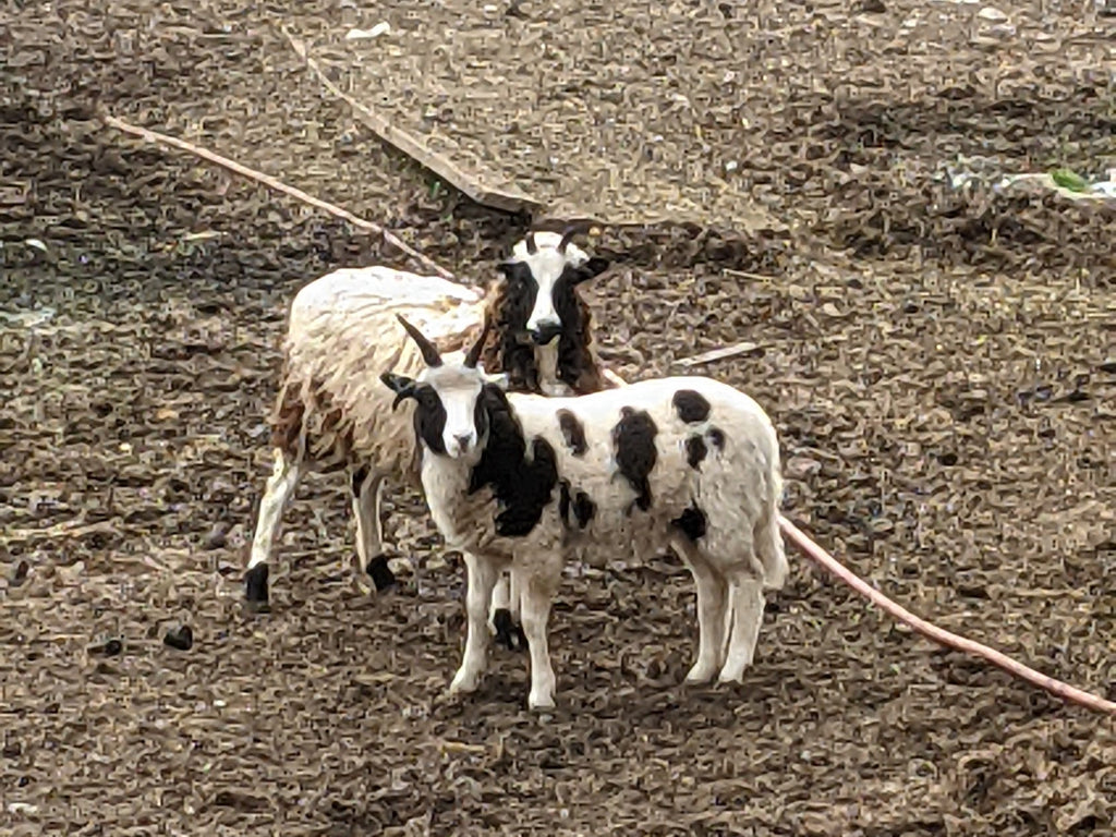 two black and white jacob sheep standing in the barnyard washington county ohio